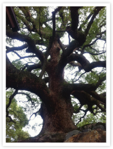 編集プロダクション (ライティング株式会社)