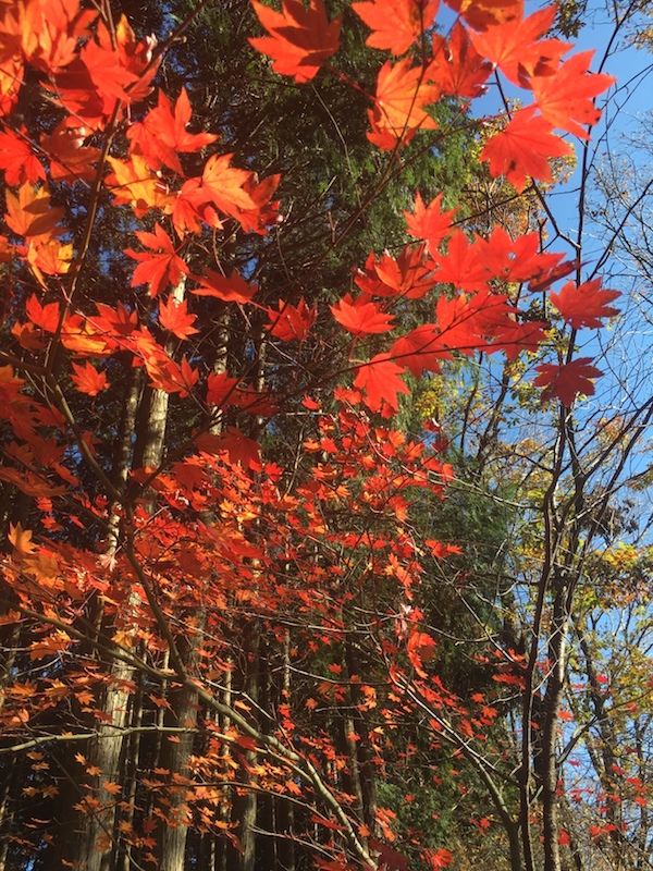 紅葉シーズン 大和葛城山へ Soho 自営業者のための鉄の掟 紅葉シーズン 大和葛城山へ Soho 自営業者のための鉄の掟